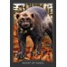 Карты Таро Хранителя Ночи - Guardian Of The Night Tarot. Hay House
